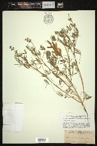 Lupinus polycarpus image
