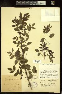 Zanthoxylum americanum image