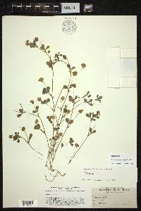 Trifolium gracilentum image