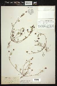 Trifolium stenophyllum image