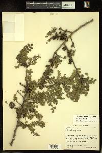 Zanthoxylum fagara image