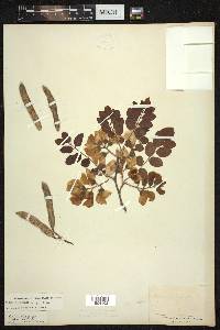 Robinia hispida image