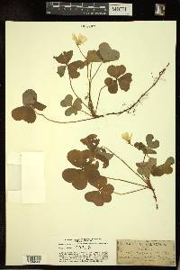 Oxalis oregana image