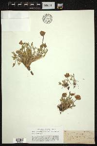 Trifolium dasyphyllum image