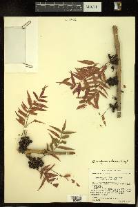 Bursera fagaroides image