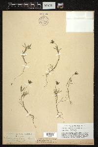 Trifolium willdenovii image