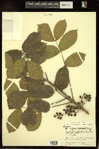 Bursera grandifolia image