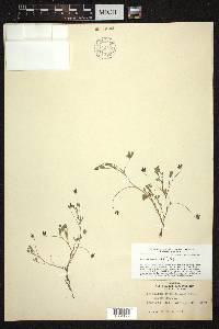 Trifolium stenophyllum image