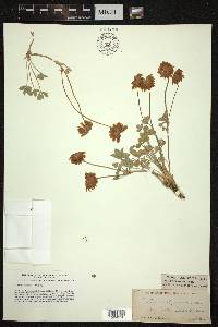 Trifolium lemmonii image