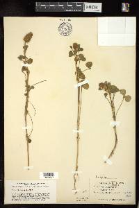 Trifolium incarnatum image