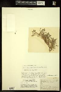 Oxalis albicans subsp. albicans image