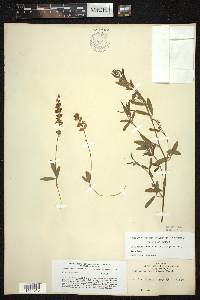 Pediomelum tenuiflorum image