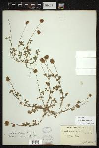 Trifolium carolinianum image