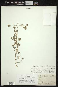 Trifolium mucronatum subsp. lacerum image