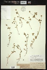 Trifolium pauciflorum image
