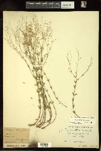 Linum catharticum image