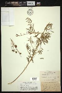 Mimosa microphylla image