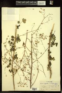 Boenninghausenia albiflora image