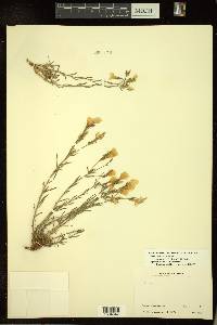 Linum mucronatum image