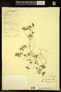 Geranium rotundifolium image