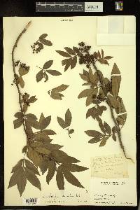 Zanthoxylum armatum image