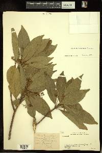 Acronychia pedunculata image