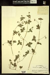 Geranium nepalense image