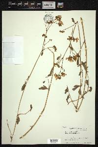 Smithia blanda image