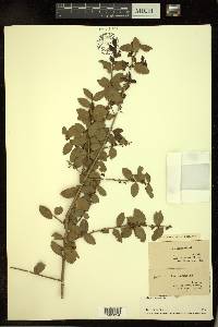 Ilex vomitoria image