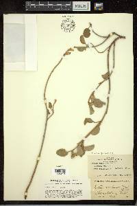 Croton punctatus image