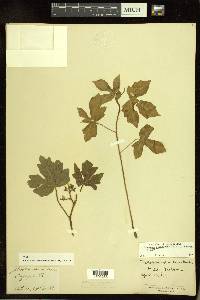 Cnidoscolus urens var. stimulosus image