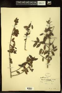 Ilex vomitoria image