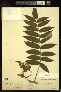 Rhus typhina image