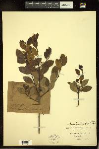 Ilex lucida image