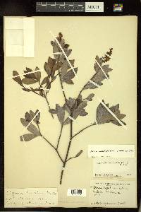 Cliftonia monophylla image