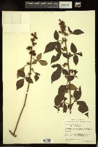 Schmaltzia allophyloides image