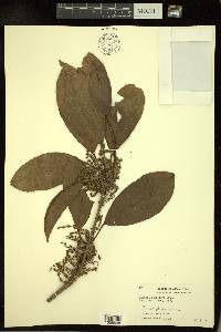 Baccaurea ramiflora image