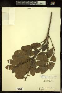 Ilex fragilis image