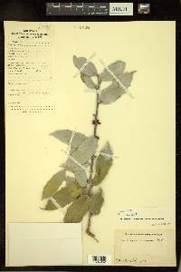 Ilex dipyrena image