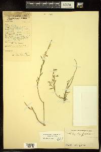 Polygala abyssinica image
