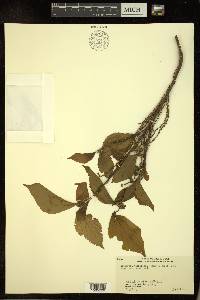 Alchornea tiliifolia image