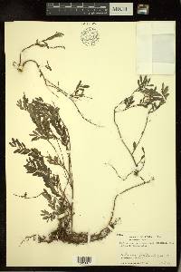 Phyllanthus roeperianus image