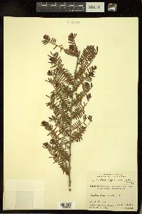 Phyllanthus emblica image