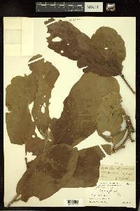 Image Associated With the Occurence