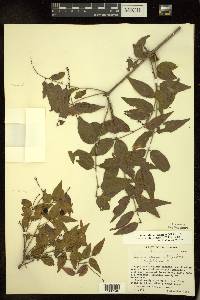 Sageretia minutiflora image