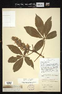 Aesculus glabra image