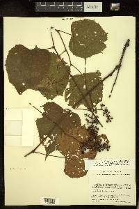 Vitis tiliifolia image