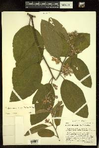 Trichospermum mexicanum image