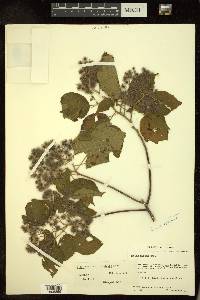 Heliocarpus occidentalis image