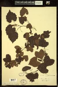 Vitis rotundifolia image